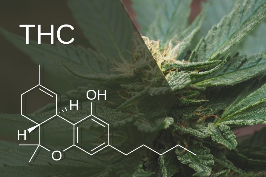 THC - Cannabinoids