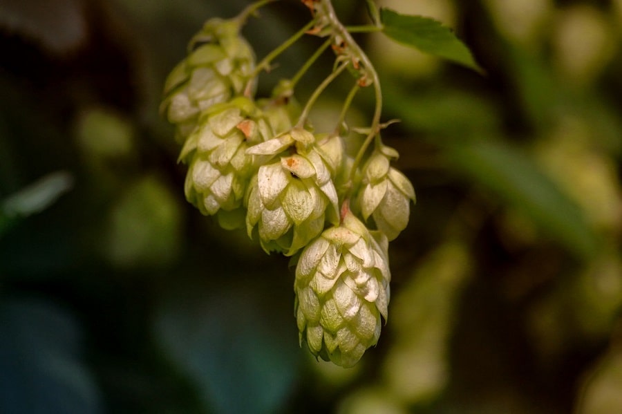 Humulene Cannabis Terpene